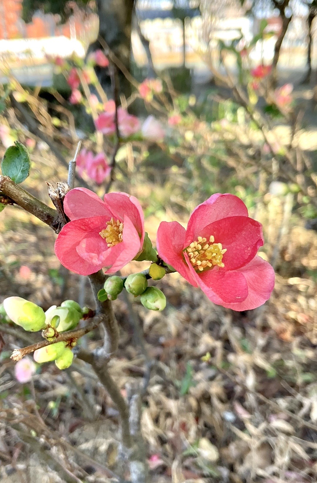 ２月２日　撮影